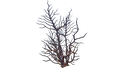 Thumbnail for version as of 20:12, 19 October 2015