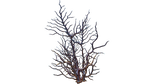 Red Branches Flora.png