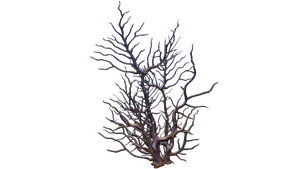 Red Branches Flora.png
