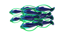 Shoal of Fish Fauna.png