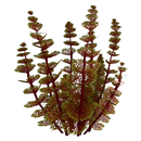 Redwort Relative Flora.png