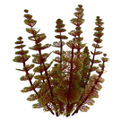 Redwort Relative Flora.png