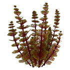 Redwort Relative Flora.png