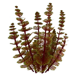 Redwort Relative Flora.png
