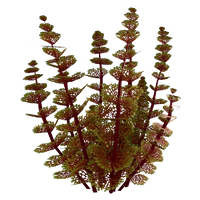 Redwort Relative Flora.png