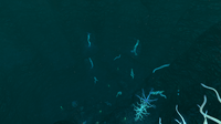 Lots of Bloodroots just outside the Blood Kelp Caves