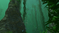 A Shoal of Hoopfish in the Kelp Forest