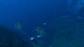 A southern portion of the biome, with jellyfish