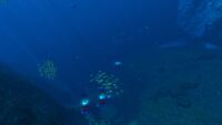A southern portion of the biome, with jellyfish