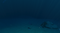 A Sand Shark swimming around in the Crash Zone