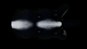 Cutefish6.jpg