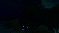 Night time in the Safe Shallows