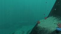 Some Redwort in the Sparse Reef