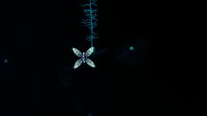 Mesmerbloodkelp2.jpg