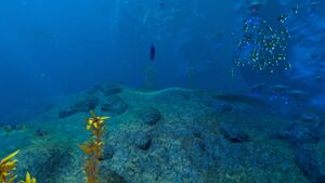 Underwater Overview Day.jpg