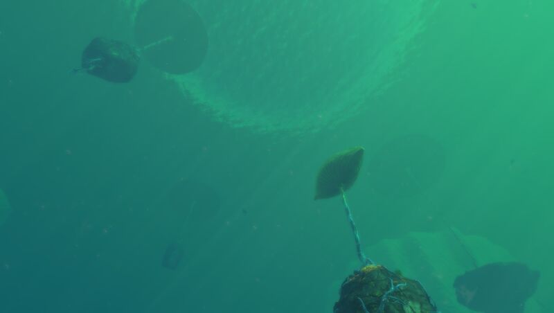 File:Lilypad rocks.jpg