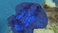 A Reefback with the Heat Resistance Serum