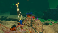 Some of the Coral and Flora found here