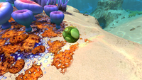 A Rabbit Ray Egg in the Safe Shallows