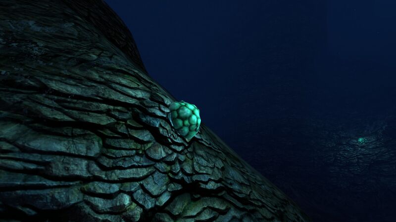 File:Blood Kelp (9).jpg
