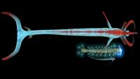A size comparison between a Reaper Leviathan, an Ampeel and a River Prowler