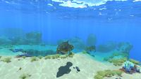 Gasopods in the Safe Shallows