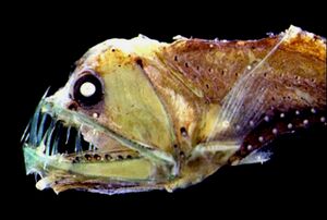 Messina Straits Chauliodus sloani.jpg