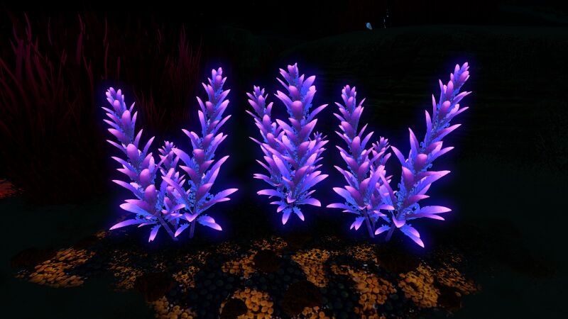 File:Purple Stalk02.jpg