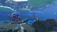 A Pengwing swimming around the Shallow Twisty Bridges