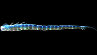 The size of an adult Ghost Leviathan compared to the player