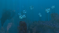 A shallower area of the Grand Reef