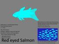 red eyed salmon Concetp