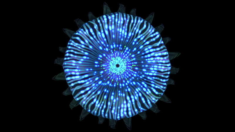 File:Brine Lily Top View.png