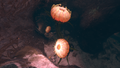 Some of the flowers found within the biome