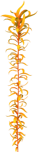 Creepvine Flora (BZ).png