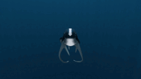 The Cuddlefish eating a treat