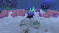 A variety of flora, along with some corals in the Zone