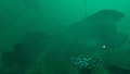 Thumbnail for version as of 00:04, 7 August 2021