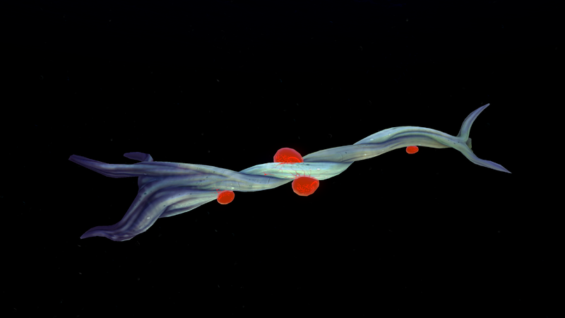 File:BiolBCR.png