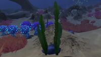 A rare type of seaweed, found only in the Bulb Zone