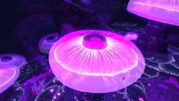A Jellyshroom