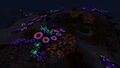 Night time in the Safe Shallows
