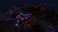Night time in the Safe Shallows