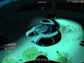 Painted Seamoth