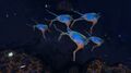 Big herd of Sea Treaders walking in the Grand Reef