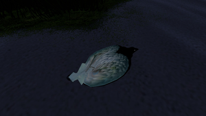 Bird on ground.png