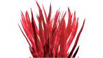 Blood Grass Flora.png