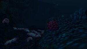 Deep Grand Reef (43).jpg