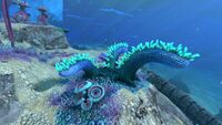 Scaly Maw Anemones in the Shallow Twisty Bridges