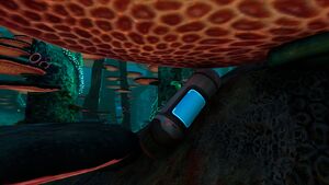 MushroomForestCapsule.jpg